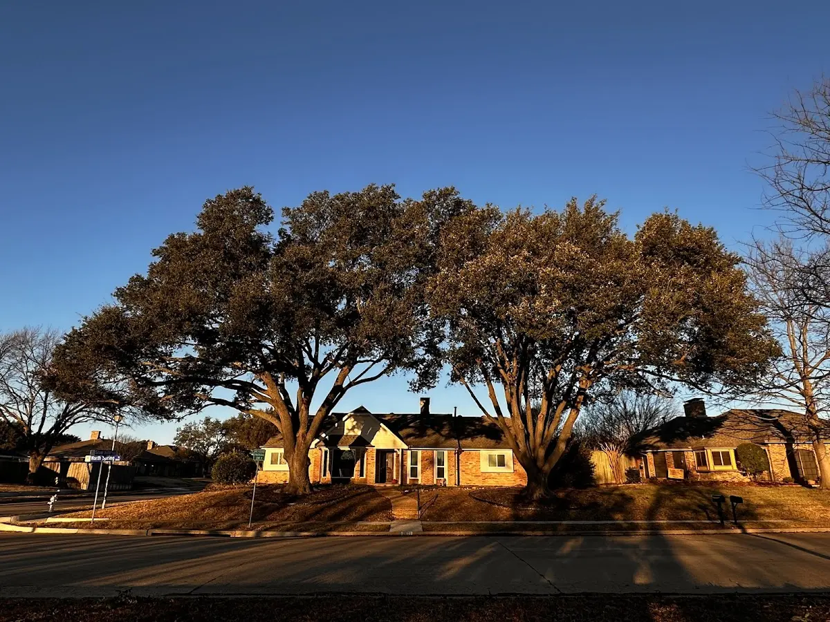 Established residential canopy tree shading a home in Cheney